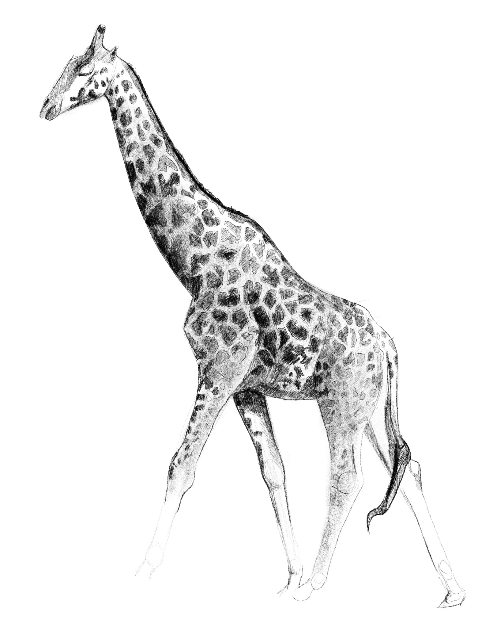 tierskizzen-giraffe