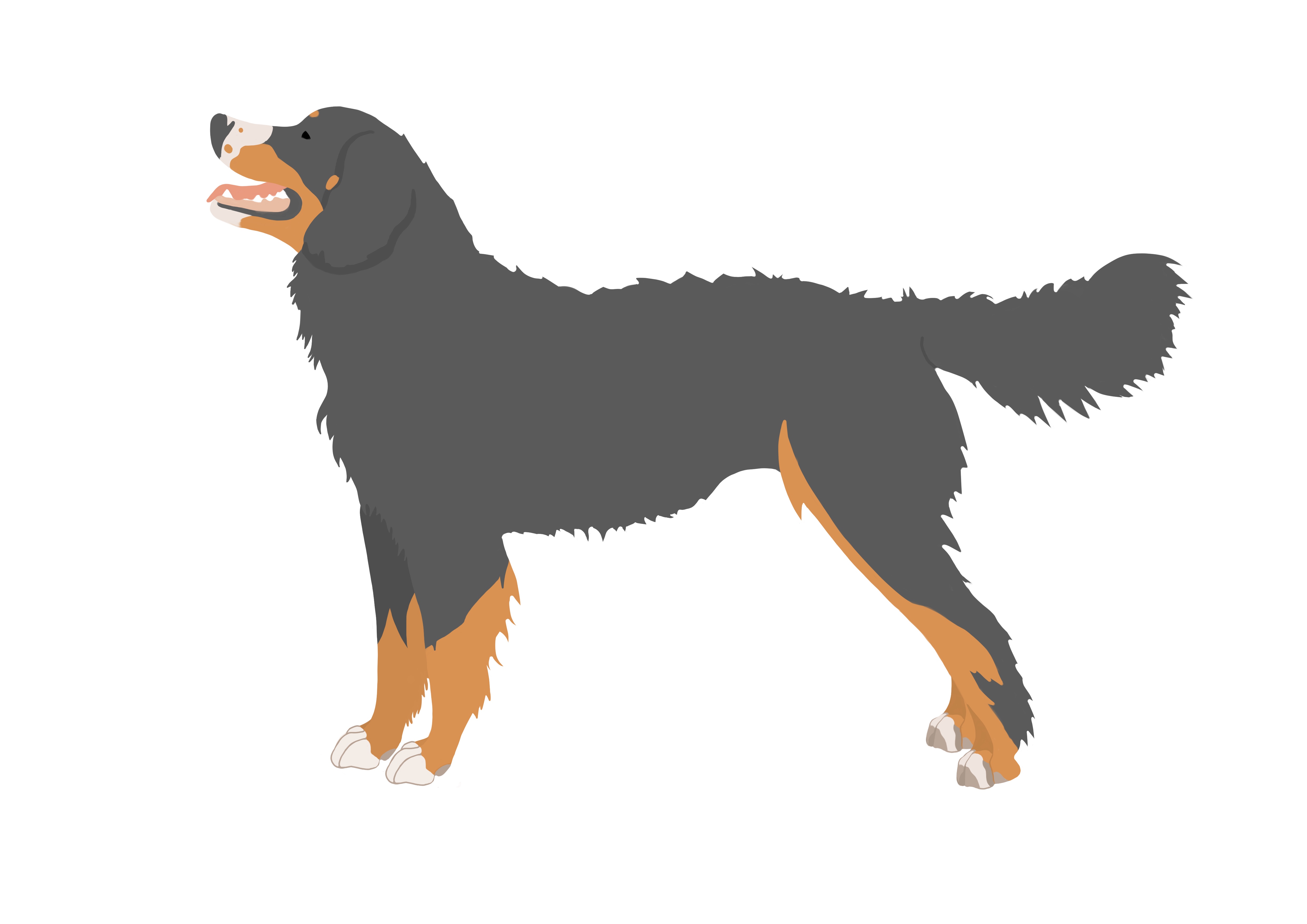 hund1—skizzem 3