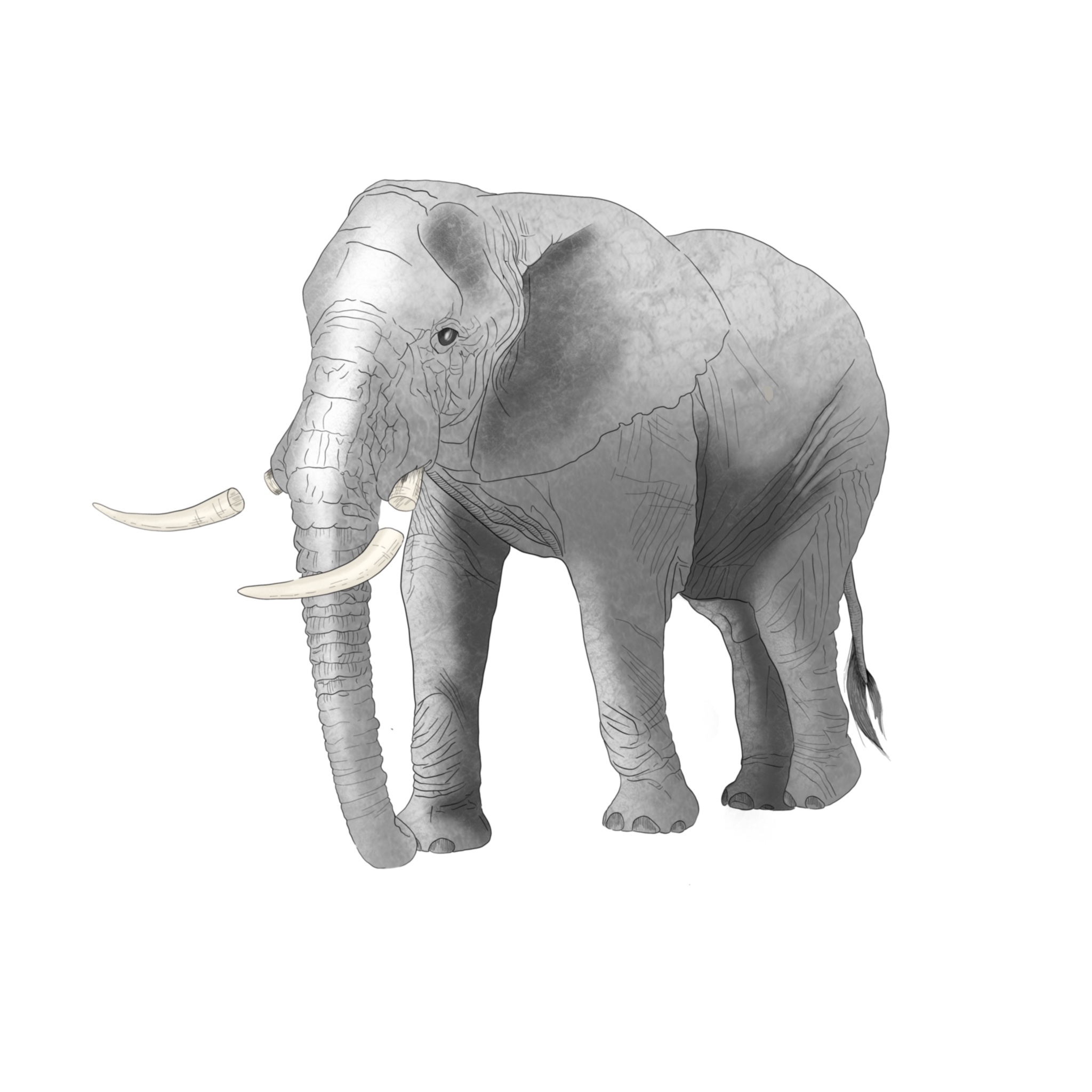 inktober-elefant