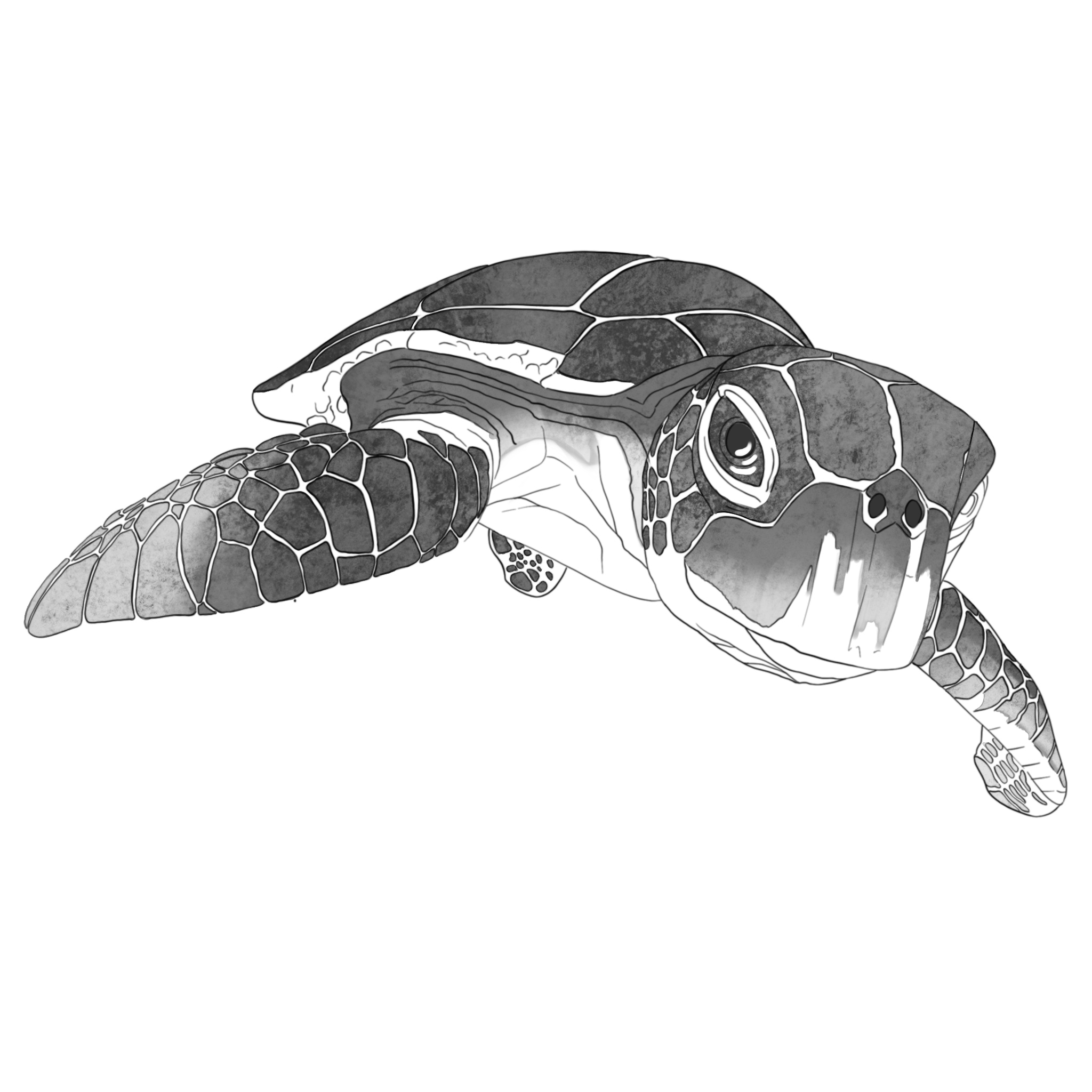 inktober-schildkröte